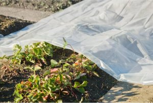 Nature Folia ochronna na rośliny, 3x4 m, 100µ, przezroczysta  Lumarko! 1