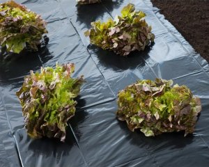 Nature Folia ochronna, 4x6 m, 100 µm, czarna 2
