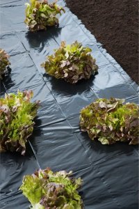 Nature Folia ochronna, 4x6 m, 100 µm, czarna 4