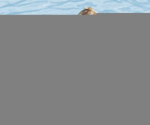 Bestway Bestway 36405 Kółko do pływania Pingwin 50cm x 46cm 28