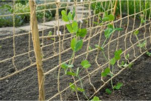 Nature Siatka na pnącza, z juty, 1x3 m, naturalna 4