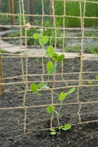 Nature Siatka na pnącza, z juty, 1x3 m, naturalna 5