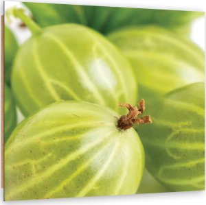 Feeby Obraz Deco Panel, Agrest makro (Rozmiar 30x30) 1