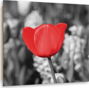 Feeby Obraz Deco Panel, Czerwony tulipan na łące (Rozmiar 60x60) 1