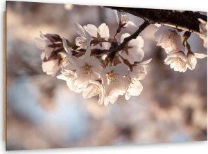 Feeby Obraz Deco Panel, Kwitnąca wiśnia (Rozmiar 120x80) 1