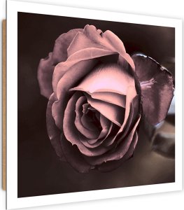 Feeby Obraz Deco Panel, Piękna róża (Rozmiar 60x60) 1