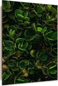 Feeby Obraz Deco Panel, Zielone liście egzotycznych roślin (Rozmiar 80x120) 1