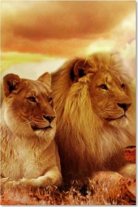 Feeby Obraz Deco Panel, Król lew i lwica (Rozmiar 70x100) 3