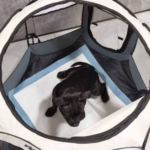 Springos Mata higieniczna dla psa 35x45 cm podkład chłonny 100 szt. do nauki higieny UNIWERSALNY 3