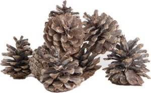 Direct Home and Garden Blue pinecone nature 1