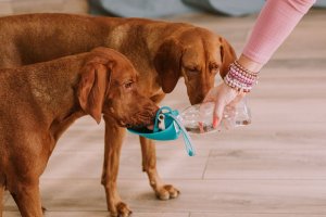 Irodori Vet Przenośna butelka na wodę dla zwierząt liść 580ml Irodori Vet 2