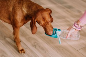 Irodori Vet Przenośna butelka na wodę dla zwierząt liść 580ml Irodori Vet 3