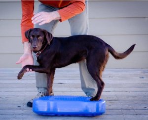 FitPAWS FitPAWS Platforma równoważna dla zwierząt K9FITbone, PVC, błękitna 3