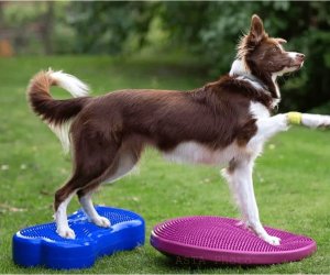 FitPAWS FitPAWS Platforma równoważna dla zwierząt K9FITbone, PVC, błękitna 4
