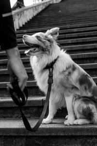 ZeeDog ZEE DOG Smycz dla psa GOTHAM L 3