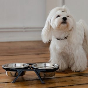 Dingo Dingo Zestaw do Karmienia Psa i Kota z Recyklingu 2x400ml 3