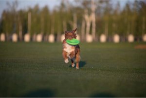 Collar Flyber Dwustronne Frisbee dla Psa 22cm 4