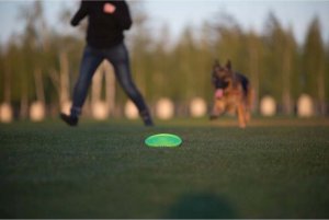 Collar Flyber Dwustronne Frisbee dla Psa 22cm 5