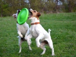 Collar Flyber Dwustronne Frisbee dla Psa 22cm 6