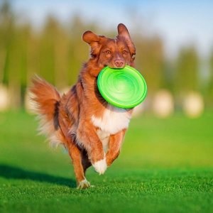 Collar Flyber Dwustronne Frisbee dla Psa 22cm 7