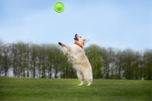 Collar Flyber Dwustronne Frisbee dla Psa 22cm 9