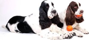 Collar Collar Liker Piłka Pływająca dla Psa 7cm Pomarańcz 3