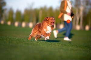 Collar Collar Liker Piłka Pływająca dla Psa 7cm Pomarańcz 9