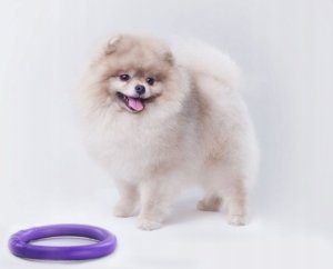 Collar Collar Puller Micro Ring dla Psa 12,5cm 2szt Fioletowy 14