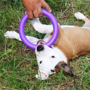 Collar Collar Puller Micro Ring dla Psa 12,5cm 2szt Fioletowy 2