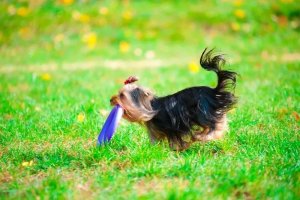 Collar Collar Puller Micro Ring dla Psa 12,5cm 2szt Fioletowy 3