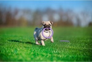 Collar Collar Puller Micro Ring dla Psa 12,5cm 2szt Fioletowy 6