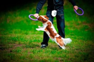 Collar Collar Puller Micro Ring dla Psa 12,5cm 2szt Fioletowy 8