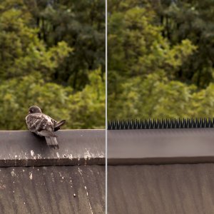 Kadax Kolce Na Ptaki Gołębie Gęste Plastikowe 30szt 15M 9