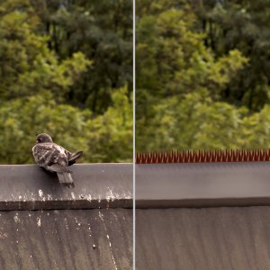 Kadax Kolce Na Ptaki Gołębie Gęste Plastikowe 10szt 5M 10