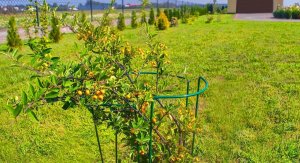 Kadax Podpora Do Roślin Kwiatów Obejma 3x90 + 3x115cm 11