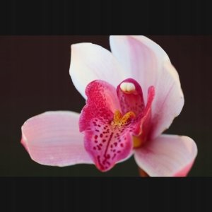 Obiektyw Panasonic Panasonic Lumix S 70-300mm F4.5-5.6 MACRO O.I.S. 5