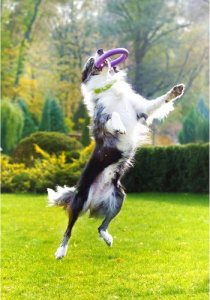 Collar PULLER MIDI 19,5cm 2szt/op 14