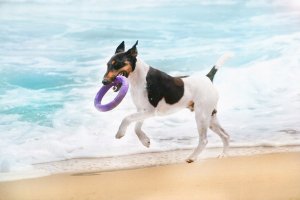 Collar PULLER MIDI 19,5cm 2szt/op 16