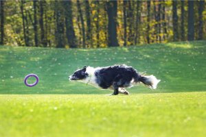 Collar PULLER MIDI 19,5cm 2szt/op 17