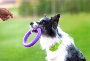 Collar PULLER MIDI 19,5cm 2szt/op 19