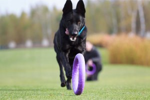 Collar PULLER MIDI 19,5cm 2szt/op 26