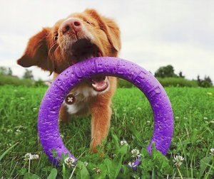 Collar PULLER MIDI 19,5cm 2szt/op 29