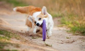 Collar PULLER MIDI 19,5cm 2szt/op 4