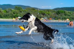 Triton Kiwi Walker Let's Play Zeppelin Maxi aport pomarańczowy 3