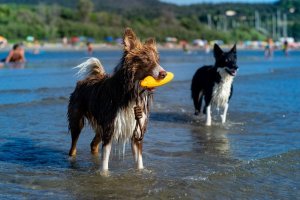 Triton Kiwi Walker Let's Play Zeppelin Maxi aport pomarańczowy 4