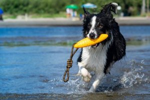 Triton Kiwi Walker Let's Play Zeppelin Maxi aport pomarańczowy 6