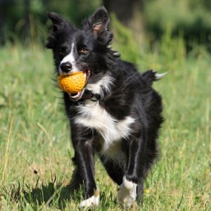 Triton Kiwi Walker Let's Play Ball Mini piłka pomarańczowa 3