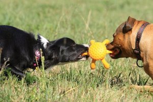 Triton Kiwi Walker Let's Play Octopus Mini ośmiornica niebieska 4