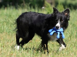 Triton Kiwi Walker Let's Play Octopus Mini ośmiornica niebieska 6