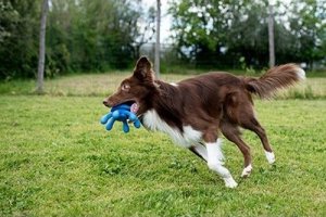 Triton Kiwi Walker Let's Play Octopus Mini ośmiornica niebieska 8